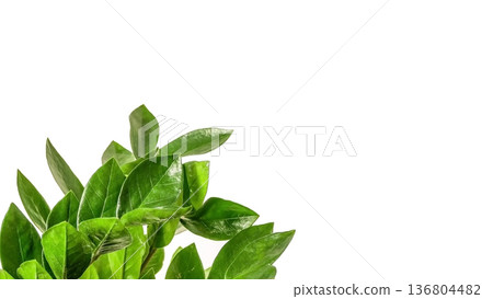 Green Zamioculcas Leaves Isolated on White Background. Banner with copy space. 136804482