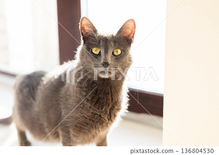 Serene feline watches dust in sunlight. Graceful grey cat with attentive eyes by window Serene feline watches dust in sunlight. Graceful grey cat with attentive eyes by window 136804530