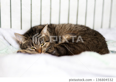 Peaceful feline peacefully resting on soft veterinary bedding with hope for adoption Peaceful feline peacefully resting on soft veterinary bedding with hope for adoption 136804532