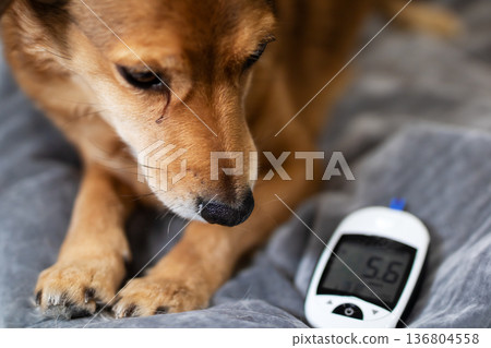 Curious dog studies blood sugar monitor on soft bed while owner undergoes wellness assessment gently Curious dog studies blood sugar monitor on soft bed while owner undergoes wellness assessment gently 136804558