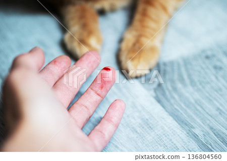 Cat wound care. Owner examines tiny cat injury. Closeup of owner tending to cat scratch 136804560