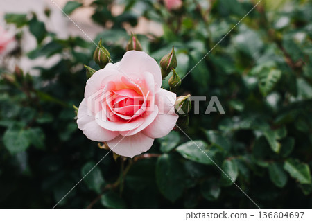 Beautiful pink Rose flower in a spring garden after the rain. Beautiful pink Rose flower in a spring garden after the rain. 136804697