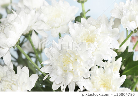 Abstract flower arrangement, still life, spring banner, chrysanthemums with droplets after rain in the garden. Greeting card for mother's day, womens day, valentine's day, happy birthday, wedding, Abstract flower arrangement, still life, spring banner, chrysanthemums with droplets after rain in the garden. Greeting card for mother's day, womens day, valentine's day, happy birthday, wedding, 136804786