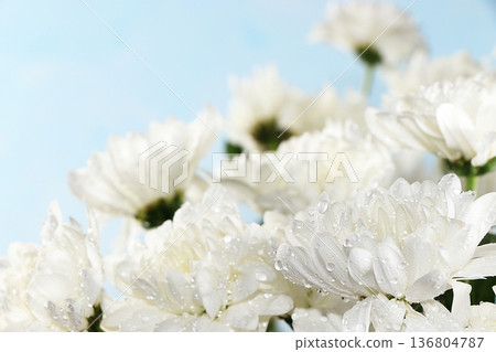 Abstract flower arrangement, still life, spring banner, chrysanthemums with place for text on the background of the sky. Greeting card for mother's day, womens day, valentine's day, happy birthday, Abstract flower arrangement, still life, spring banner, chrysanthemums with place for text on the background of the sky. Greeting card for mother's day, womens day, valentine's day, happy birthday, 136804787
