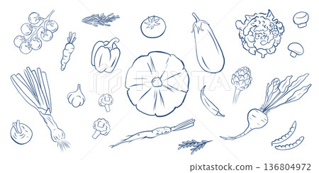 Hand drawn doodle style vector illustration of fresh farm vegetables set. Perfect for menu, cafe, farm markets organic food branding eco-friendly campaigns 136804972