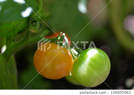迷你番茄家庭花園 136805063