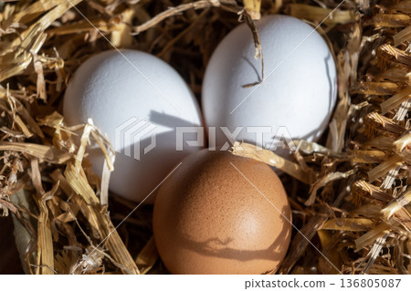 White and brown fresh eggs with dry hay straw. Nature background. Chicken egg in carton box for cooking healthy food. Bio organic eggs on the farm. 136805087