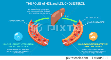 3D Isometric Flat Vector Illustration of HDL And LDL Cholesterol, Transport And Plaque Formation Demonstrated With Visuals 136805102