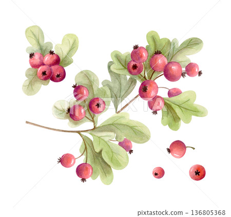Watercolor red berries branch with green leaves isolated on white. Hand drawn hawthorn, natural botanical element for autumn decor Watercolor red berries branch with green leaves isolated on white. Hand drawn hawthorn, natural botanical element for autumn decor 136805368