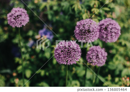 Beautiful purple Allium flowers in a summer garden. Beautiful purple Allium flowers in a summer garden. 136805464