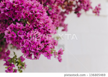 Beautiful violet bougainvillea flowers on a summer street. Beautiful violet bougainvillea flowers on a summer street. 136805469