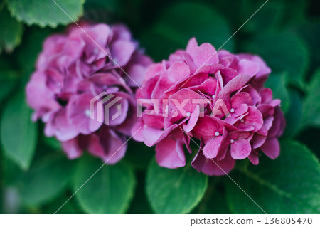 Amazing pink Hydrangea flowers in a garden. Close-up. 136805470