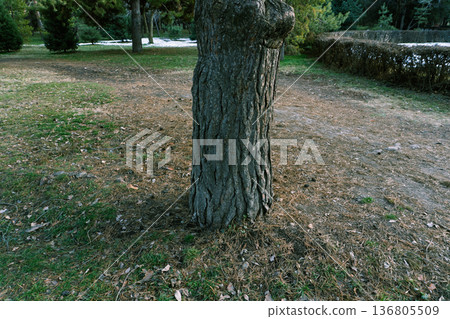 Textured tree trunk with rough bark and large knot. Vertical photo of a pine in a park with melting snow in the background 136805509