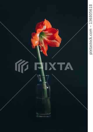 Beautiful red Amaryllis flower in a glass vase on a black background. Beautiful red Amaryllis flower in a glass vase on a black background. 136805618