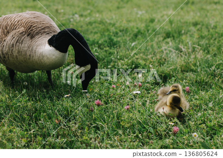 Cute goslings with their mother goose in the meadow. 136805624