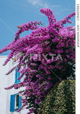Beautiful violet bougainvillea flowers on a summer street. 136805661