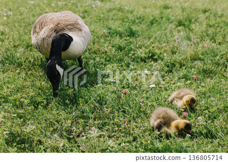 Cute goslings with their mother goose in the meadow. 136805714