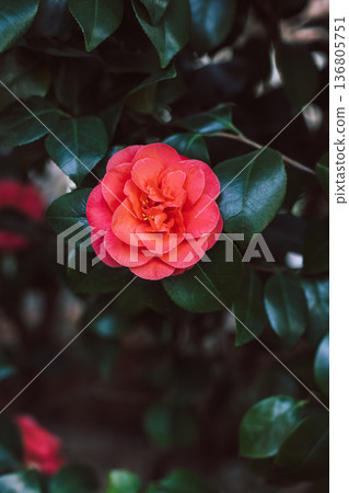 Beautiful pink Camellia flowers in a garden. 136805751
