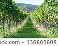 Vineyard in Europe in summer harvest. Large bunches of red wine grapes in sunny weather. Nature background. 136805808