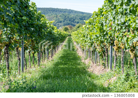 Vineyard in Europe in summer harvest. Large bunches of red wine grapes in sunny weather. Nature background. Vineyard in Europe in summer harvest. Large bunches of red wine grapes in sunny weather. Nature background. 136805808