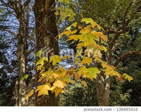 Yellow leaves 136805818