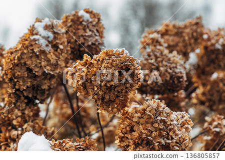 The withered inflorescences of a hydrangea are covered with snow. The withered inflorescences of a hydrangea are covered with snow. 136805857