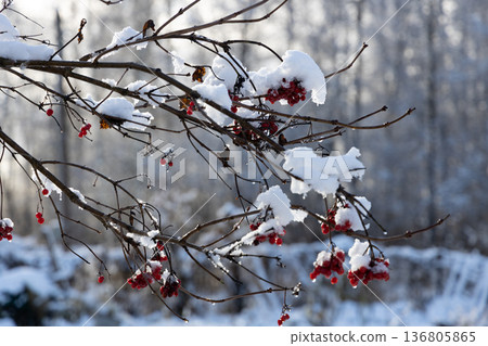 Red viburnum berries under the snow. The first snow in winter in the garden. 136805865