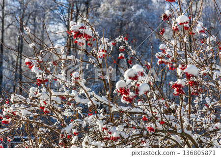 Red viburnum berries under the snow. The first snow in winter in the garden. 136805871