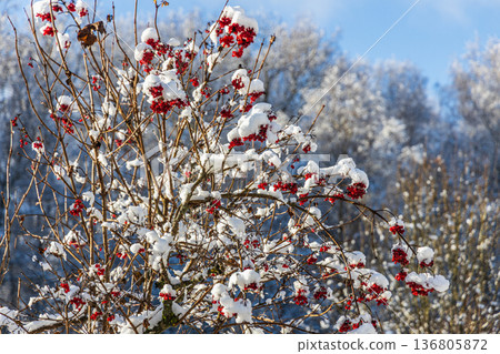 Red viburnum berries under the snow. The first snow in winter in the garden. Red viburnum berries under the snow. The first snow in winter in the garden. 136805872