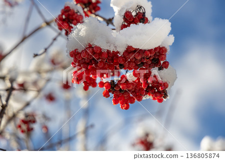 Red viburnum berries under the snow. The first snow in winter in the garden. 136805874
