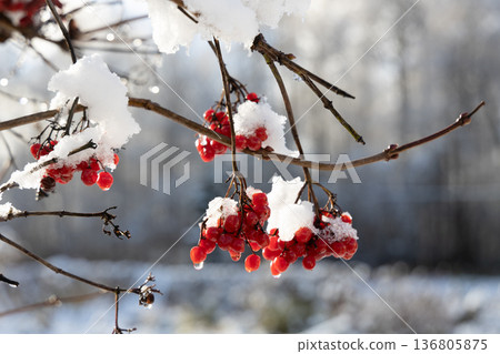 Red viburnum berries under the snow. The first snow in winter in the garden. Red viburnum berries under the snow. The first snow in winter in the garden. 136805875