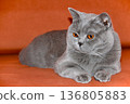 Gray british shorthair cat with copper eyes lying on warm surface indoor portrait. 136805883