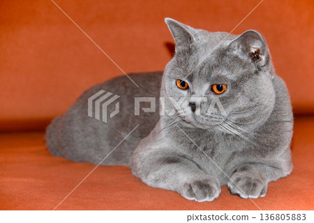 Gray british shorthair cat with copper eyes lying on warm surface indoor portrait. Gray british shorthair cat with copper eyes lying on warm surface indoor portrait. 136805883