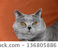 Surprised british shorthair cat with amber eyes against orange background closeup portrait. 136805886