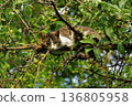 Relaxed cat lying on a tree branch. 136805958