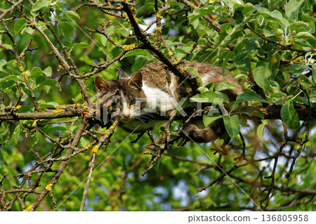 Relaxed cat lying on a tree branch. 136805958