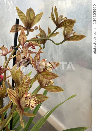Beautiful flowers orchid (Cymbidium tracyanum) 136805960