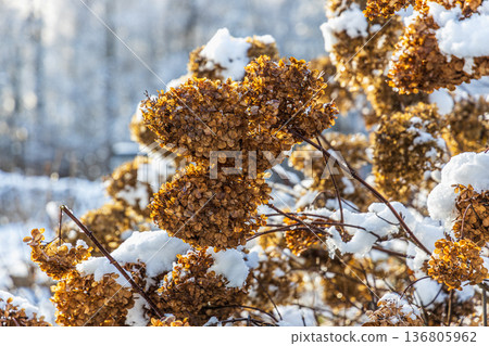The withered inflorescences of a hydrangea are covered with snow. 136805962