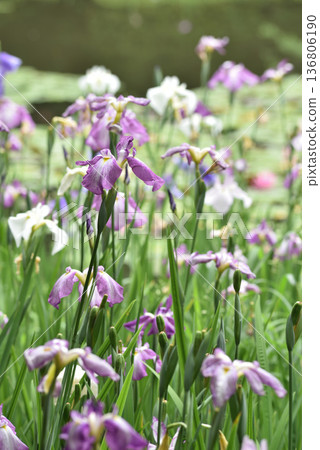 Irises in the Western Garden of Heian Shrine (Sakyo Ward, Kyoto City) 136806190