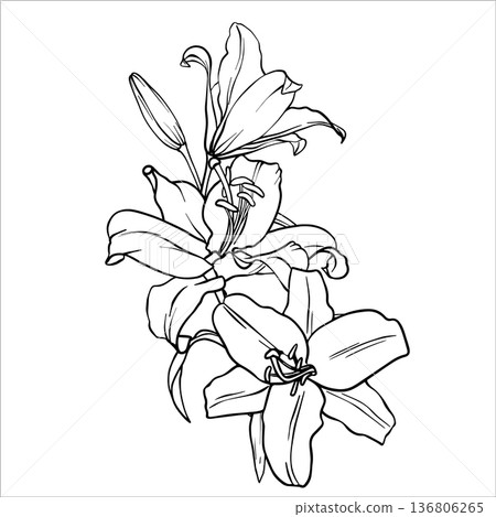 Vector Lily illustration. Bouquet of Lilies. Flower arrangement drawing in line art style. Botanical sketch Lilies painted by black inks. Hand Drawn Bouquet Graphics element outline of Flower EPS10 Vector Lily illustration. Bouquet of Lilies. Flower arrangement drawing in line art style. Botanical sketch Lilies painted by black inks. Hand Drawn Bouquet Graphics element outline of Flower EPS10 136806265