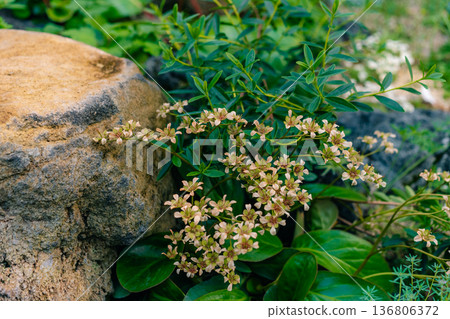 Saxifraga paniculata commonly known as lime-encrusted saxifrage, livelong saxifrage 136806372