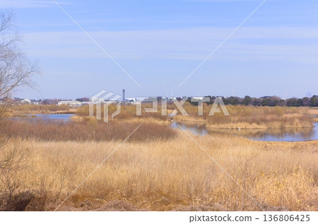 Around Shibakawa First Regulation Pond, Saitama City, Saitama Prefecture February 2026 136806425