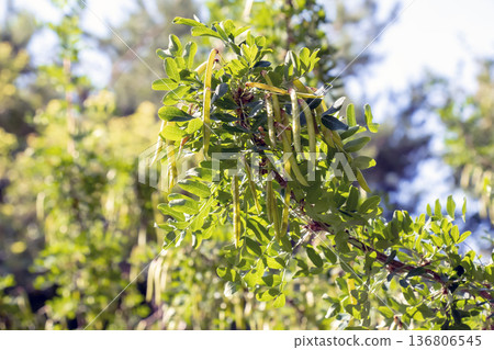 Leaves and fruits of Caragana arborescens on a sunny day. The bright sun illuminates the plant's fruits. 136806545
