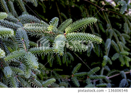 Detail of leaves of the Spanish fir or Abies pinsapo, a tree endemic to southern Spain and northern Morocco. 136806546