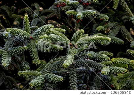 Detail of the leaves of the Spanish fir or Abies pinsapo, tree endemic to southern Spain and northern Morocco. 136806548
