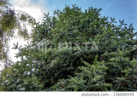 Spanish Fir Kelleriis or Abies pinsapo Spanish Fir Kelleriis or Abies pinsapo 136806549