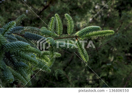 Branches of Spanish fir or Abies pinsapo. Close-up. 136806550