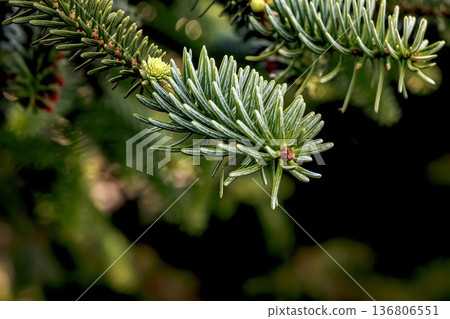 Branches of Spanish fir or Abies pinsapo. Close-up. Selective focus. 136806551