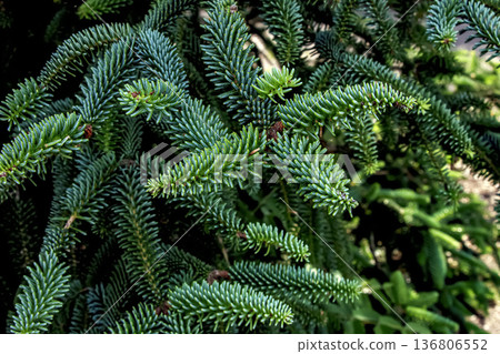 The Spanish fir is an evergreen tree with green needles. Abies pinsapo in Latin. 136806552
