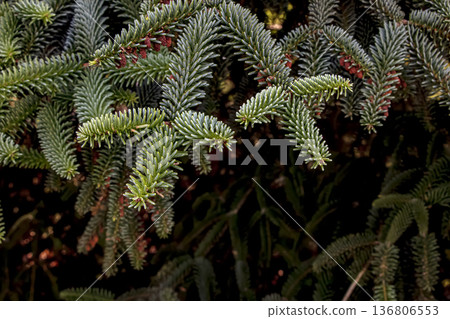 Spanish fir is an evergreen tree with green needles. Abies pinsapo in Latin. 136806553
